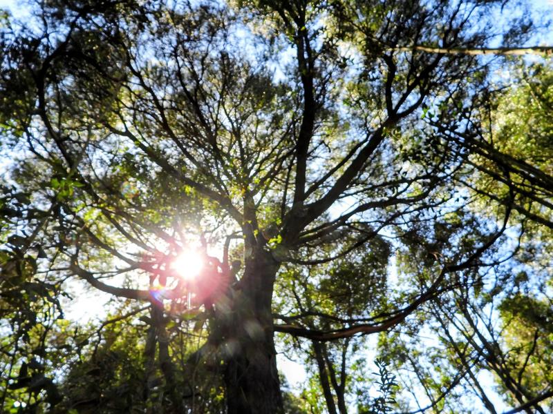 0 Bedroom Property for Sale in Hoekwil Western Cape